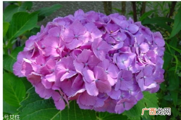 什么是八仙花呢 八仙花有什么作用呢