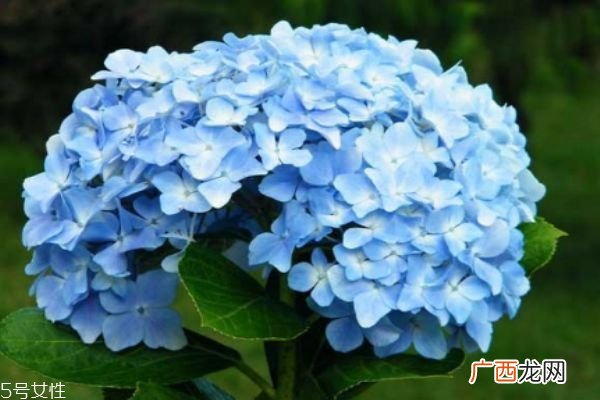什么是八仙花呢 八仙花有什么作用呢