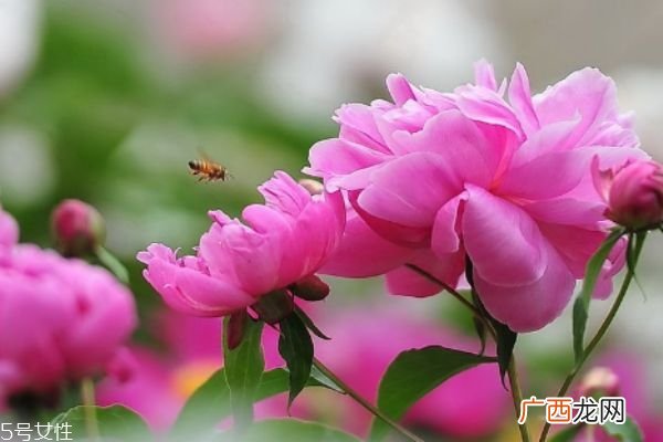 芍药有什么作用呢 芍药的生长环境是怎么样的呢