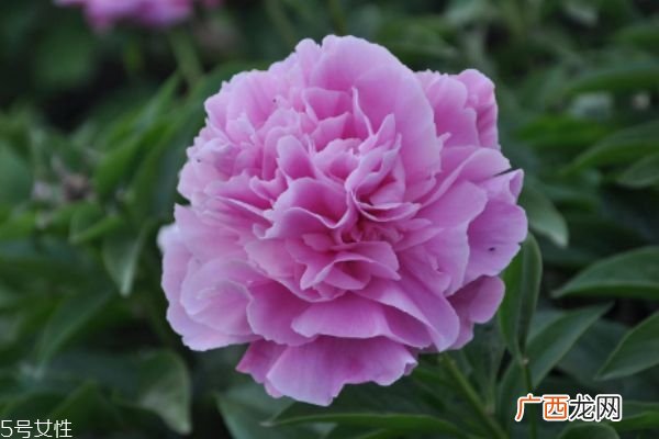 芍药有什么作用呢 芍药的生长环境是怎么样的呢