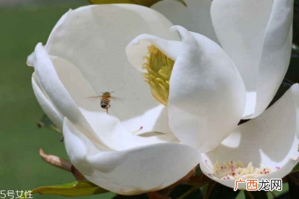 玉兰是怎么样的植物呢 玉兰花有什么作用呢
