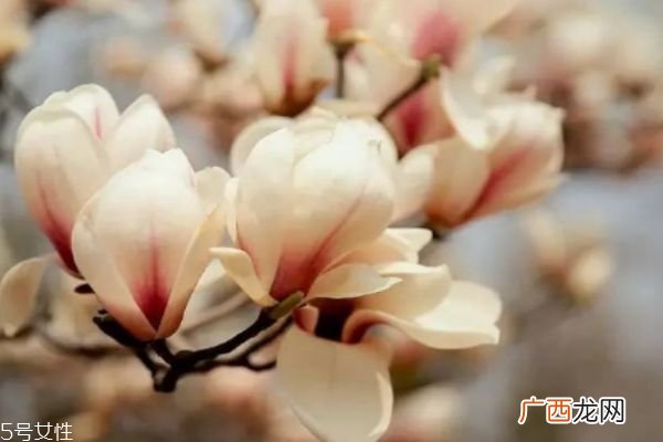 玉兰是怎么样的植物呢 玉兰花有什么作用呢