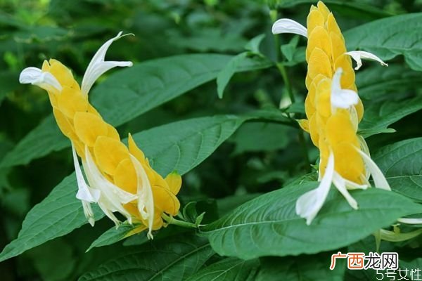 金苞花的花语是什么呢 金苞花的种植有什么注意的呢