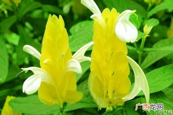 金苞花是一种什么花呢 金苞花又有什么作用呢