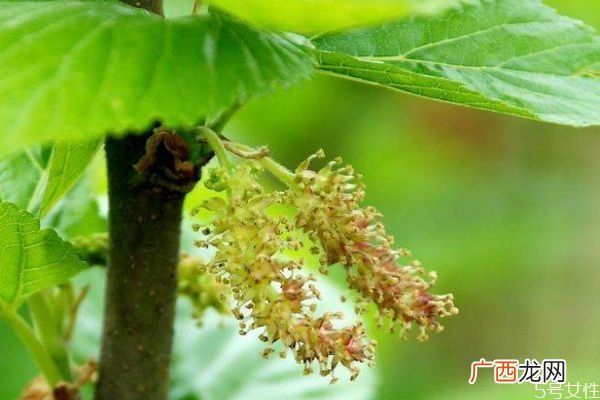 桑树花是一种什么花呢 桑树花有什么作用呢