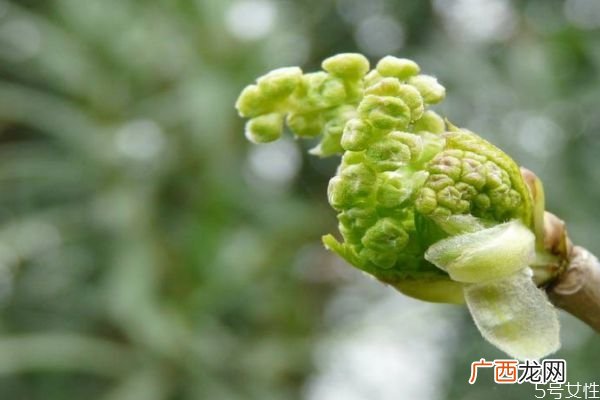 桑树花是一种什么花呢 桑树花有什么作用呢