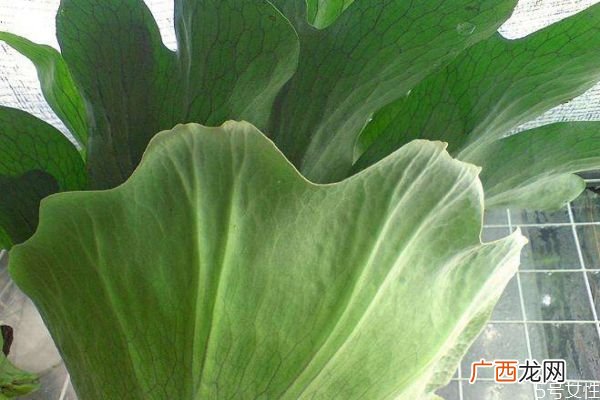 鹿角蕨的种类有什么呢 鹿角蕨应该怎么种植呢