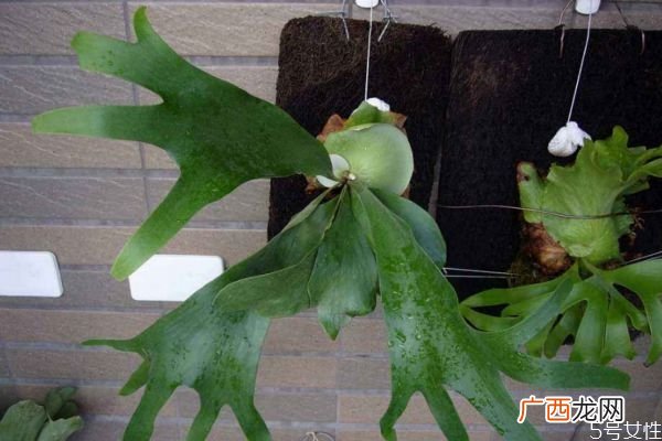 鹿角蕨的种类有什么呢 鹿角蕨应该怎么种植呢