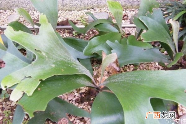 鹿角蕨的种类有什么呢 鹿角蕨应该怎么种植呢
