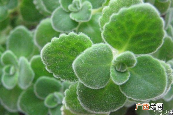 碰碰香的花语是什么呢 碰碰香会开花吗