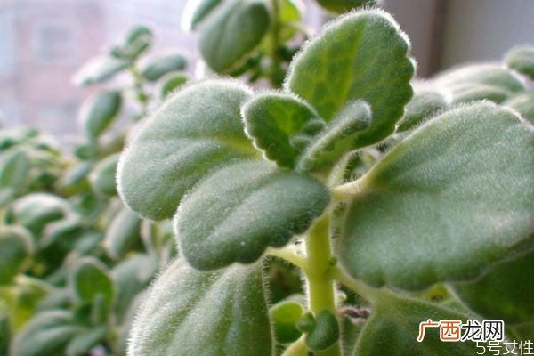 碰碰香的花语是什么呢 碰碰香会开花吗