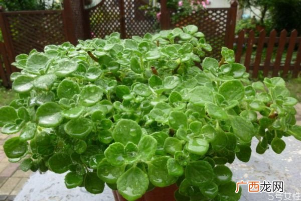 碰碰香的花语是什么呢 碰碰香会开花吗