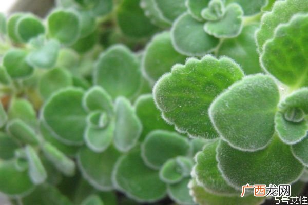 碰碰香是一种什么植物呢 碰碰香有什么价值呢