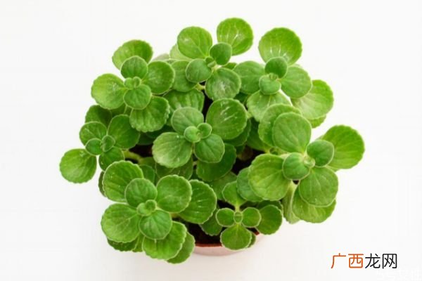 碰碰香是一种什么植物呢 碰碰香有什么价值呢