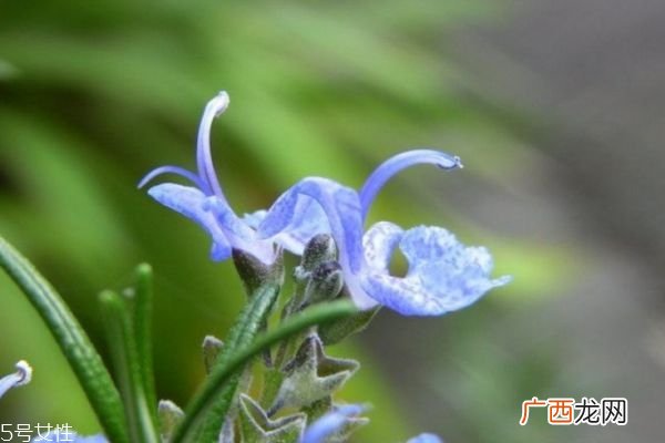 迷迭香的花语是什么呢 迷迭香的味道是怎么样的呢