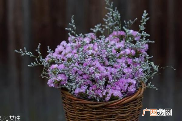 勿忘我的花语是什么呢 勿忘我的市场价格是怎么样的呢