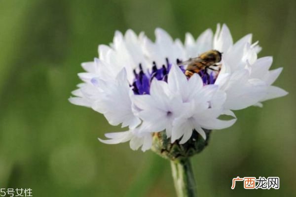 矢车菊有什么寓意呢 矢车菊的市场价格是怎么样的呢
