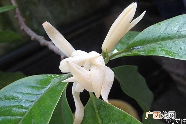 什么是白兰花呢 白兰花有什么作用呢