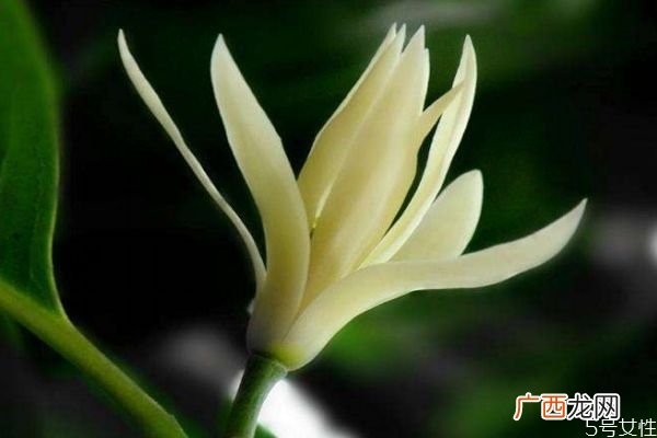 什么是白兰花呢 白兰花有什么作用呢