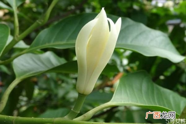 什么是白兰花呢 白兰花有什么作用呢