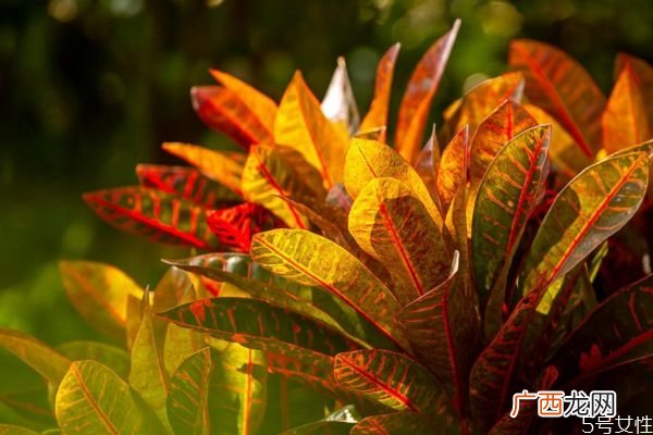 变叶木的花语是什么呢 变叶木的种植要注意什么呢