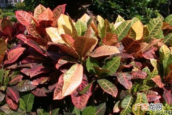 变叶木的花语是什么呢 变叶木的种植要注意什么呢