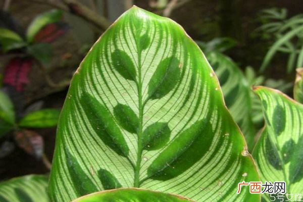 孔雀竹芋的花语是什么呢 孔雀竹芋应该怎么种植呢