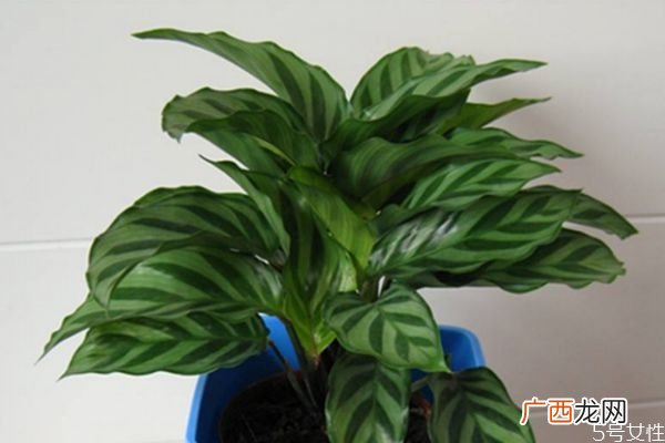 孔雀竹芋的花语是什么呢 孔雀竹芋应该怎么种植呢