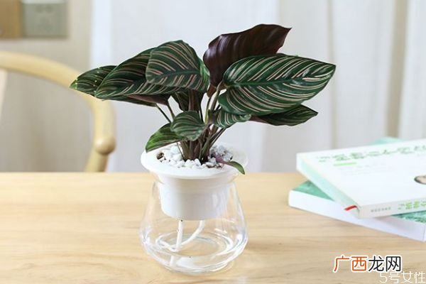 孔雀竹芋的花语是什么呢 孔雀竹芋应该怎么种植呢