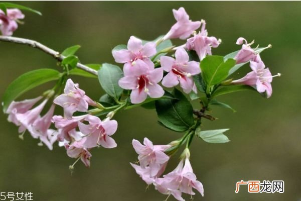 什么是锦带花呢 锦带花有什么作用呢