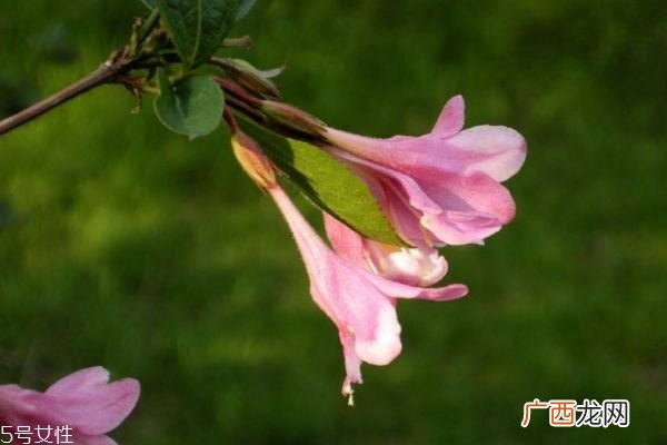 什么是锦带花呢 锦带花有什么作用呢