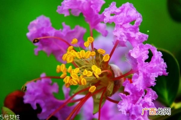 紫薇花的花语是什么呢 紫薇花应该怎么种植呢