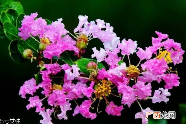 紫薇花的花语是什么呢 紫薇花应该怎么种植呢