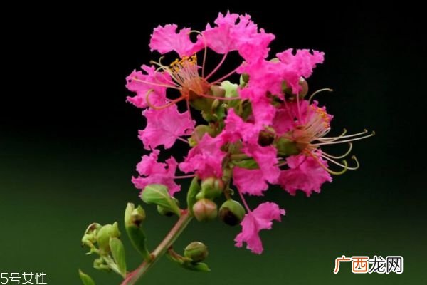 紫薇花的花语是什么呢 紫薇花应该怎么种植呢