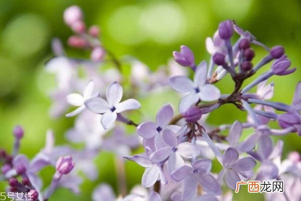 紫丁香的花语是什么呢 紫丁香应该怎么种植呢