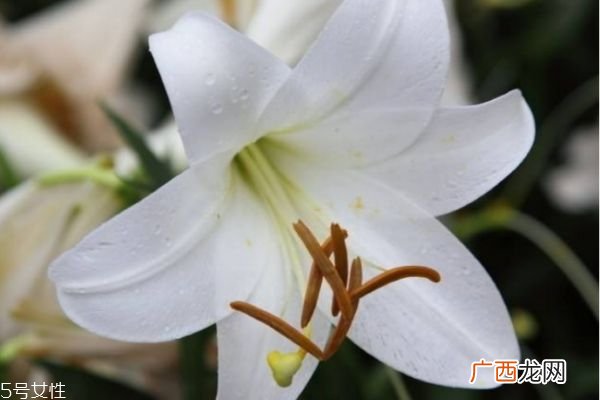 百合有什么作用呢 百合的花语是什么呢