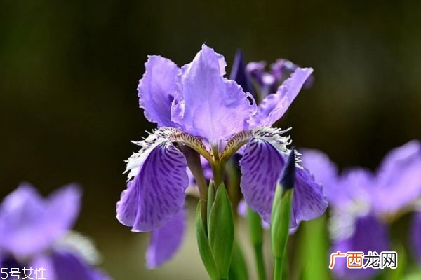 鸢尾花的花语是什么呢 鸢尾花多久浇一次水呢