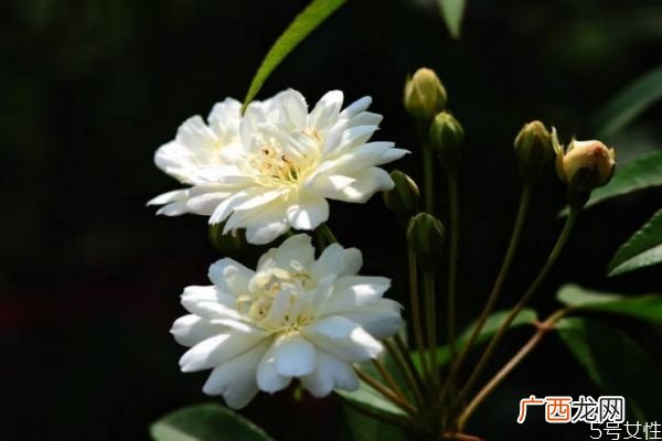 什么是木香花呢 木香花有什么作用呢