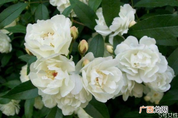 什么是木香花呢 木香花有什么作用呢