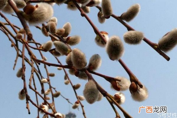 银芽柳的花语是什么呢 银芽柳的花期是什么时候呢