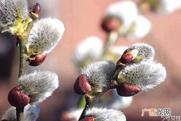 银芽柳的花语是什么呢 银芽柳的花期是什么时候呢