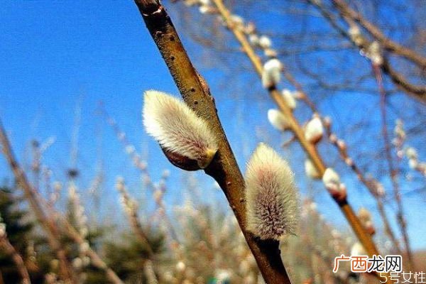 银芽柳的花语是什么呢 银芽柳的花期是什么时候呢