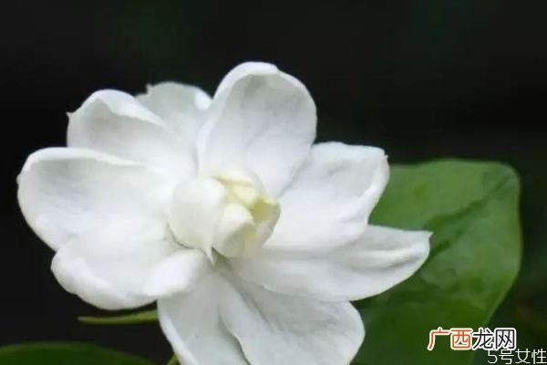茉莉花的花语是什么呢 茉莉花生长在什么环境里呢