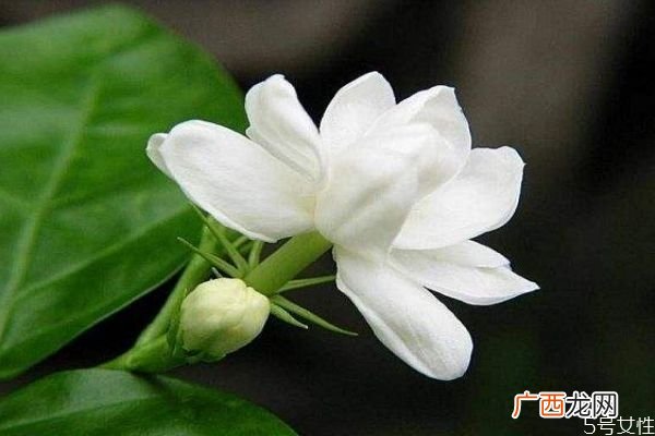 茉莉花的花语是什么呢 茉莉花生长在什么环境里呢