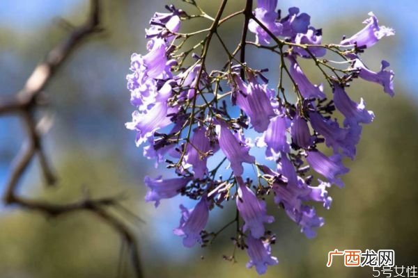 蓝花楹是一种什么植物呢 蓝花楹的作用有什么呢