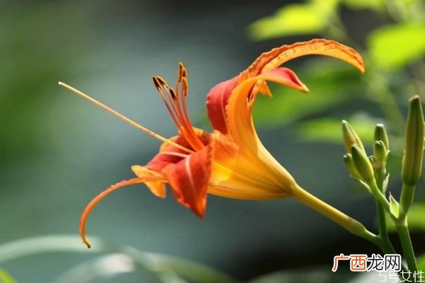 萱草的花语是什么呢 萱草种植需要注意什么呢