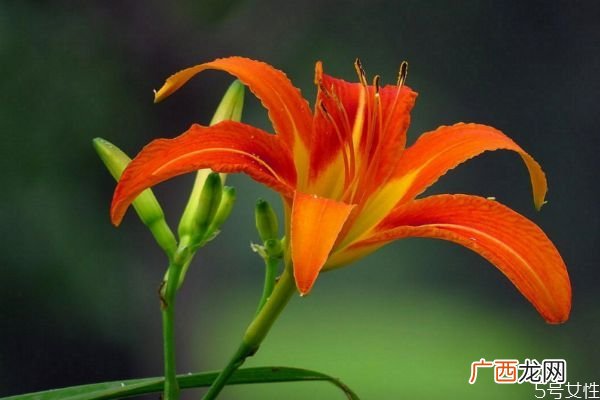 萱草的花语是什么呢 萱草种植需要注意什么呢