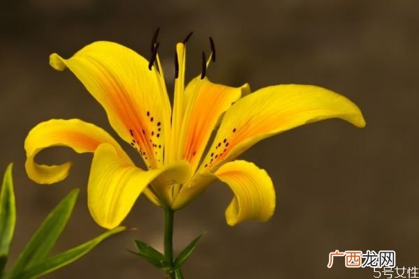 萱草是一种什么植物呢 萱草有什么作用呢