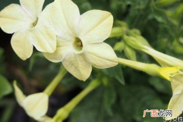 花烟草的花语是什么呢 花烟草的种植要注意什么呢