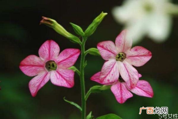花烟草的花语是什么呢 花烟草的种植要注意什么呢